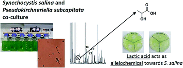Graphical abstract: Co-cultivation of Synechocystis salina and Pseudokirchneriella subcapitata under varying phosphorus concentrations evidences an allelopathic competition scenario