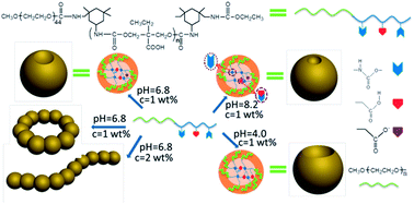 Graphical abstract: pH- and concentration-controlled self-assembly of spherical micelles with cavity, necklace and cylindrical micelles