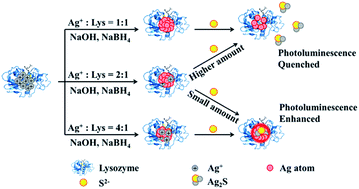Graphical abstract: Lysozyme-stabilized Ag nanoclusters: synthesis of different compositions and fluorescent responses to sulfide ions with distinct modes