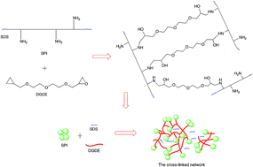 Graphical abstract: A soybean meal-based wood adhesive improved by a diethylene glycol diglycidyl ether: properties and performance