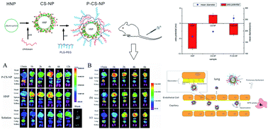 Graphical abstract: Teniposide-loaded multilayer modified albumin nanoparticles with increased passive delivery to the lung