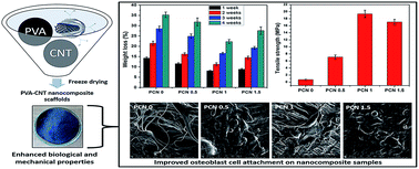 Graphical abstract: Tailoring in vitro biological and mechanical properties of polyvinyl alcohol reinforced with threshold carbon nanotube concentration for improved cellular response