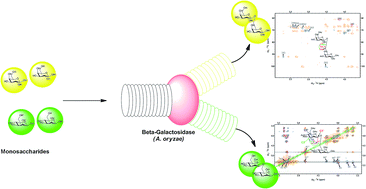 Graphical abstract: Novel β-galactosynthase–β-mannosynthase dual activity of β-galactosidase from Aspergillus oryzae uncovered using monomer sugar substrates