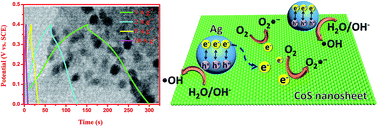 Graphical abstract: Ag nanoparticle-decorated CoS nanosheet nanocomposites: a high-performance material for multifunctional applications in photocatalysis and supercapacitors