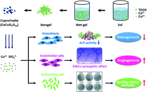 Graphical abstract: Preparation and in vitro osteogenic, angiogenic and antibacterial properties of cuprorivaite (CaCuSi4O10, Cup) bioceramics