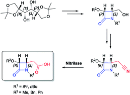 Graphical abstract: A nitrilase-mediated entry to 4-carboxymethyl-β-lactams from chemically prepared 4-(cyanomethyl)azetidin-2-ones