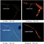 Graphical abstract: Bioinformatical analysis and preliminary study of the role of lipase in lipid metabolism in Mucor circinelloides