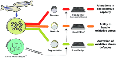 Graphical abstract: Ketamine-induced oxidative stress at different developmental stages of zebrafish (Danio rerio) embryos