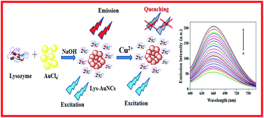 Graphical abstract: A “turn-off” fluorescent sensor for the selective and sensitive detection of copper(ii) ions using lysozyme stabilized gold nanoclusters