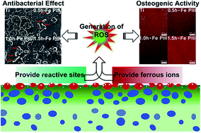 Graphical abstract: Antimicrobial and osteogenic properties of iron-doped titanium