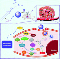 Graphical abstract: Cationic dendron-bearing lipid/CD151 siRNA complex inhibits osteosarcoma metastasis by down-regulating matrix metalloproteinase-9