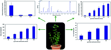 Graphical abstract: Metabolite profiling of the leaf extract reveals the antioxidant and nutraceuticals potential of the halophyte Salvadora persica
