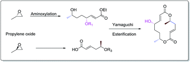 Graphical abstract: Total synthesis of (−)-(6R,11R,14S)-colletallol via proline catalyzed α-aminoxylation and Yamaguchi macrolactonization