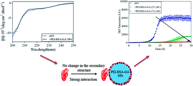 Graphical abstract: Gallic acid loaded onto polyethylenimine-coated human serum albumin nanoparticles (PEI-HSA-GA NPs) stabilizes α-synuclein in the unfolded conformation and inhibits aggregation
