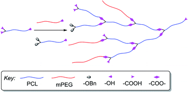 Graphical abstract: Amphiphilic hyperbranched polymers with a biodegradable hyperbranched poly(ε-caprolactone) core prepared from homologous AB2 macromonomer