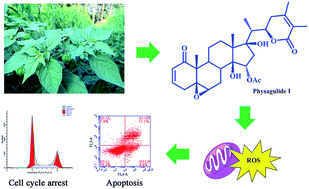 Graphical abstract: Cytotoxic withanolides from Physalis angulata var. villosa and the apoptosis-inducing effect via ROS generation and the activation of MAPK in human osteosarcoma cells