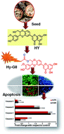 Graphical abstract: Guanidinium rich dendron-appended hydnocarpin exhibits superior anti-neoplastic effects through caspase mediated apoptosis