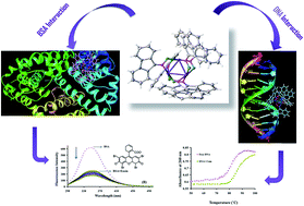 Graphical abstract: Synthesis of a novel trinuclear palladium complex: the influence of an oxime chelate ligand on biological evaluation towards double-strand DNA, BSA protein and molecular modeling studies