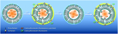 Graphical abstract: Pulsatile release from pH triggered imidazoline switchable surfactant liposomes