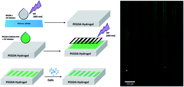 Graphical abstract: An alternative technique for patterning cells on poly(ethylene glycol) diacrylate hydrogels