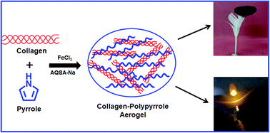 Graphical abstract: Conducting collagen-polypyrrole hybrid aerogels made from animal skin waste