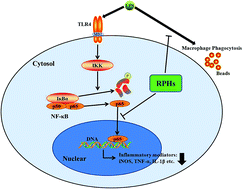 Graphical abstract: Rice protein hydrolysates (RPHs) inhibit the LPS-stimulated inflammatory response and phagocytosis in RAW264.7 macrophages by regulating the NF-κB signaling pathway