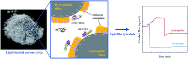 Graphical abstract: Interfacial processes that modulate the kinetics of lipase-mediated catalysis using porous silica host particles