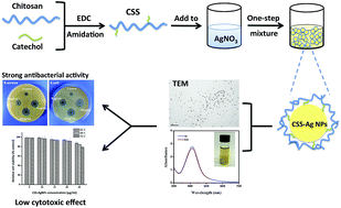 Graphical abstract: Green synthesis of silver nanoparticles with high antimicrobial activity and low cytotoxicity using catechol-conjugated chitosan