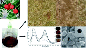 Graphical abstract: Gold nanoparticles as potent anticancer agent: green synthesis, characterization, and in vitro study