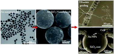 Graphical abstract: 3D Au–SiO2 nanohybrids as a potential scaffold coating material for neuroengineering