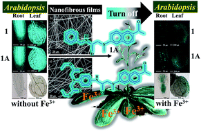 Graphical abstract: Fluorescence imaging for Fe3+ in Arabidopsis by using simple naphthalene-based ligands
