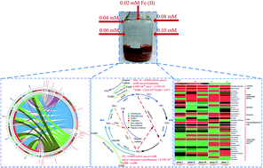 Graphical abstract: Effects of Fe(ii) on microbial communities, nitrogen transformation pathways and iron cycling in the anammox process: kinetics, quantitative molecular mechanism and metagenomic analysis