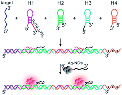 Graphical abstract: Silver nanocluster-lightened hybridization chain reaction