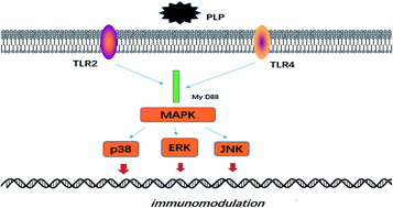 Graphical abstract: Immunomodulation activity of alkali extract polysaccharide from Plantago asiatic L. seeds