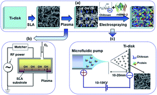 Graphical abstract: Effective incorporation of rhBMP-2 on implantable titanium disks with microstructures by using electrostatic spraying deposition