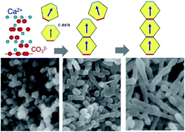 Graphical abstract: 1D oriented attachment of calcite nanocrystals: formation of single-crystalline rods through collision