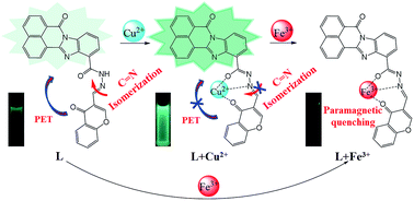 Graphical abstract: A fluorescent sensor for Cu2+ and Fe3+ based on multiple mechanisms