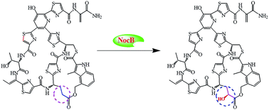 Graphical abstract: The catalytic characteristics of NocB in nocathiacin biosynthesis from Nocardia sp. ATCC 202099