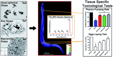 Graphical abstract: Shape engineered TiO2 nanoparticles in Caenorhabditis elegans: a Raman imaging based approach to assist tissue-specific toxicological studies