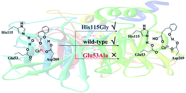 Graphical abstract: Theoretical study of the hydrolysis mechanism of dihydrocoumarin catalyzed by serum paraoxonase 1 (PON1): different roles of Glu53 and His115 for catalysis