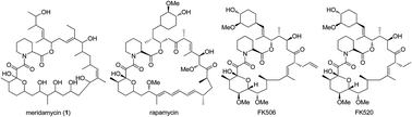 Graphical abstract: Four new meridamycin congeners from Streptomyces sp. SR107