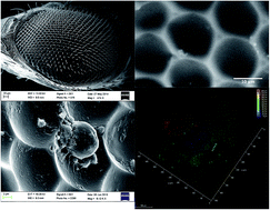 Graphical abstract: A concave microwell array fabricated using the ommatidium of the common fruit fly for efficient cell culture