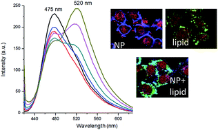 Graphical abstract: The influence of fluorescent silica nanoparticle surface chemistry on the energy transfer processes with lipid bilayers