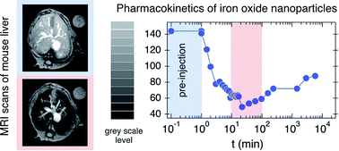 Graphical abstract: Delayed hepatic uptake of multi-phosphonic acid poly(ethylene glycol) coated iron oxide measured by real-time magnetic resonance imaging