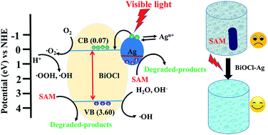 Graphical abstract: Deposition of silver nanoparticles onto two dimensional BiOCl nanodiscs for enhanced visible light photocatalytic and biocidal activities