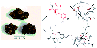 Graphical abstract: Novel phthalide derivatives from the rhizomes of Ligusticum chuanxiong and their inhibitory effect against lipopolysaccharide-induced nitric oxide production in RAW 264.7 macrophage cells