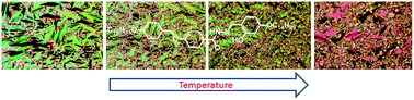 Graphical abstract: Observation of exceptional ‘de Vries-like’ properties in a conventional aroylhydrazone based liquid crystal