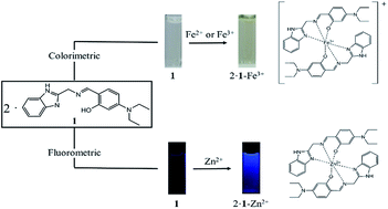 Graphical abstract: A highly sensitive benzimidazole-based chemosensor for the colorimetric detection of Fe(ii) and Fe(iii) and the fluorometric detection of Zn(ii) in aqueous media