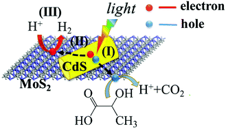 Graphical abstract: Metallic 1T phase MoS2 nanosheets as a highly efficient co-catalyst for the photocatalytic hydrogen evolution of CdS nanorods