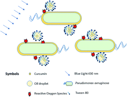 Graphical abstract: Photodynamic inactivation against Pseudomonas aeruginosa by curcumin microemulsions